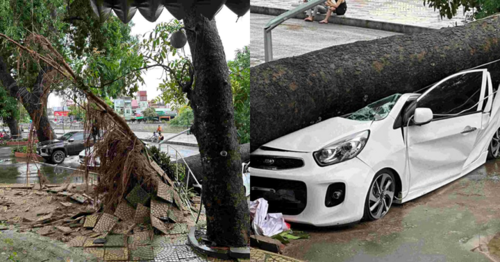 Hải Phòng: Cây xà cừ bật gốc trong cơn mưa xối xả, đè bẹp ô tô