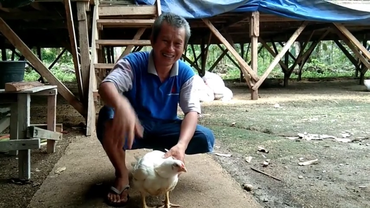 Gà 4 chân được trả 92 triệu đồng, người đàn ông vẫn không bán