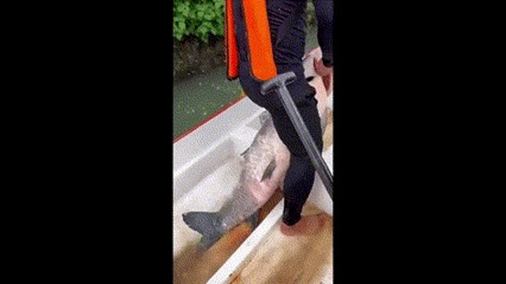 Video: Cá chép xanh khổng lồ, nặng khoảng 30kg bị bất tỉnh vì lý do bất ngờ