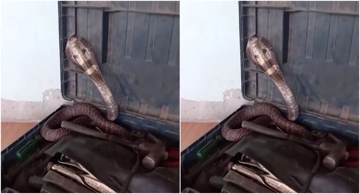 Video: Hoảng hồn phát hiện rắn hổ mang dài 2m bên trong chiếc hộp 
