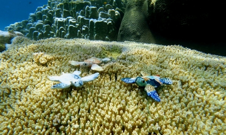 Khám phá hành trình đặc biệt của rùa biển giữa lòng đại dương