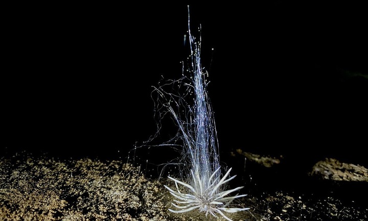 Cận cảnh sinh vật lạ vừa đường tìm thấy ở Phong Nha - Kẻ Bàng