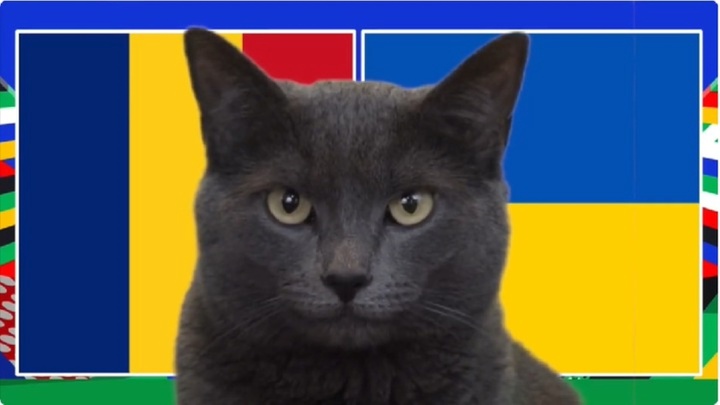 Chú mèo tiên tri Cass và chú rùa Tortoise quan điểm trái ngược