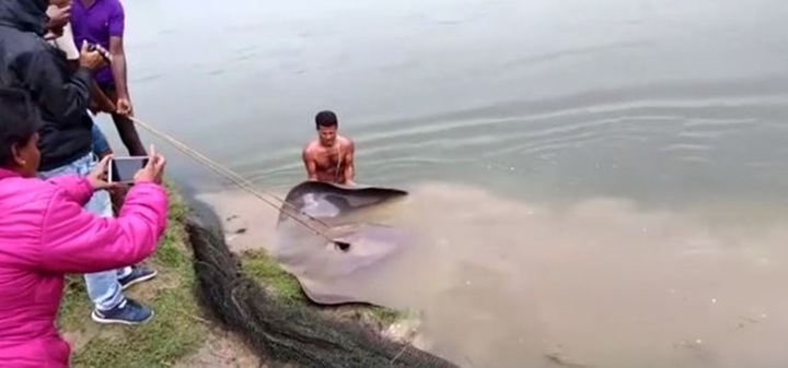 Video: Bắt được cá đuối khổng lồ nặng khoảng 300kg tại Ấn Độ