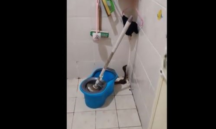 Nghe tiếng rít trong phòng tắm, cả nhà sống nặng khi phát hiện nguyên nhân