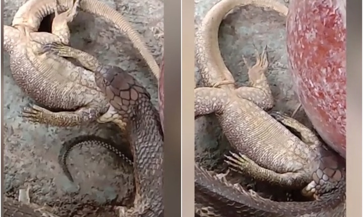 Video: Rắn hổ mang chúa ăn thịt thằn lằn và cái kết