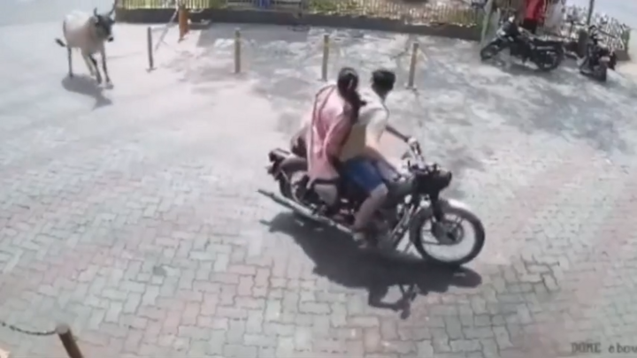 Bò bất ngờ nổi điên, rượt đuổi, tấn công người phụ nữ ngay giữa phố