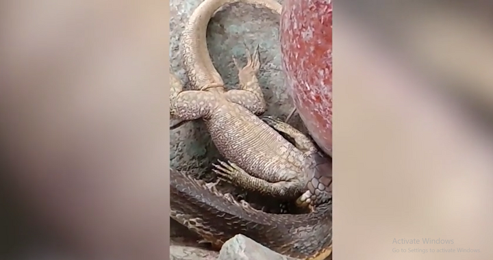Sợ run người khi chứng kiến cảnh rắn hổ mang chúa ăn thịt thằn lằn