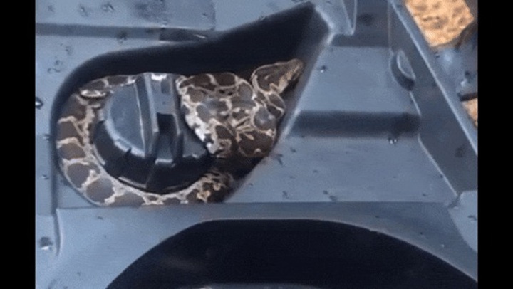 Video: Rùng mình phát hiện trăn 