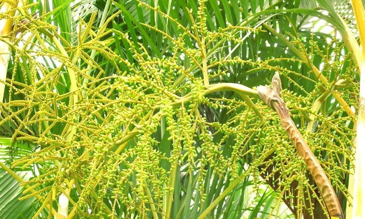 Gợi ý những bài thuốc từ hoa trong vườn nhà