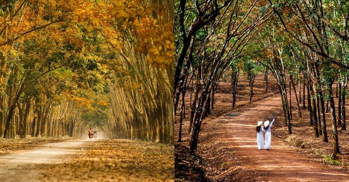 Vẻ đẹp mộng mơ của rừng cao su Bình Phước giữa ngày hè oi bức