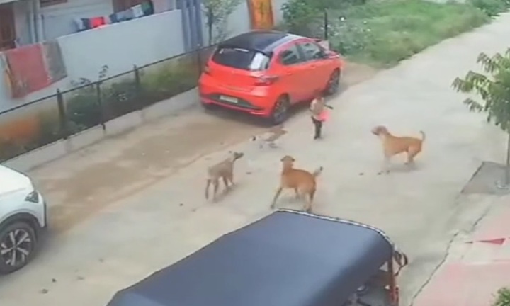 Video: Bé trai bị đàn chó hoang tấn công nghiêm trọng