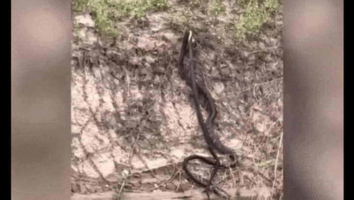 Rắn hổ mang chúa truy sát, nuốt chửng đồng loại ở Thái Lan