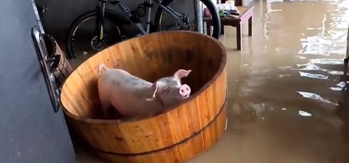 Video: Lợn cưng may mắn thoát chết nhờ chủ nhà đặt vào bồn tắm giữa lũ lụt