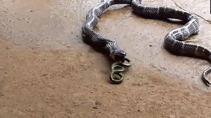 Video: Sốc nặng trước cảnh rắn độc quằn quại nôn ra đồng loại ở Ấn Độ