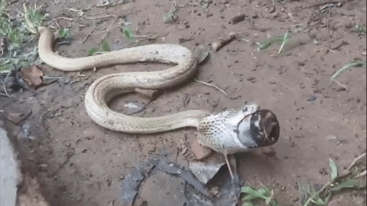 Video: Nuốt chứng chai siro ho, rắn hổ mang nhận cái kết đắng