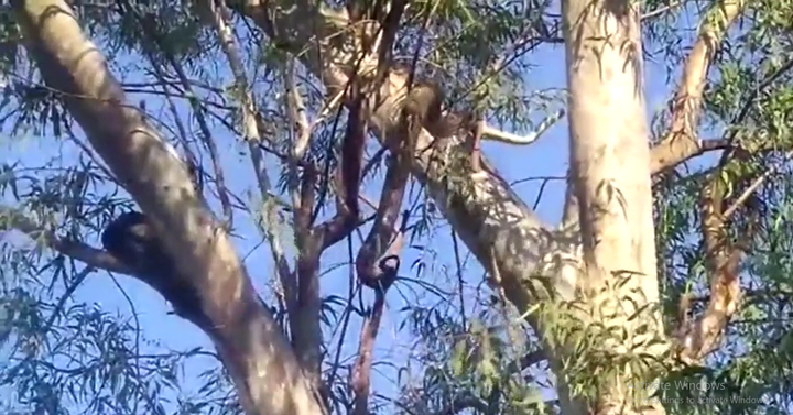 Nghe tiếng xào xạc ngay trên đỉnh đầu, nhìn lên bắt gặp cảnh kinh hoàng