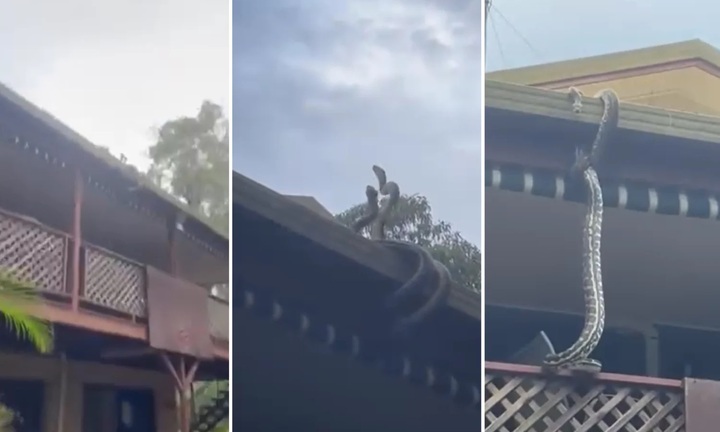 Video: Chủ nhà sợ hãi khi bắt gặp 2 trăn khủng 