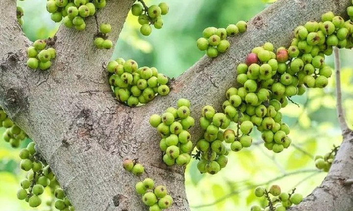 Việt Nam có một loại quả mọc đầy bờ ao Việt là