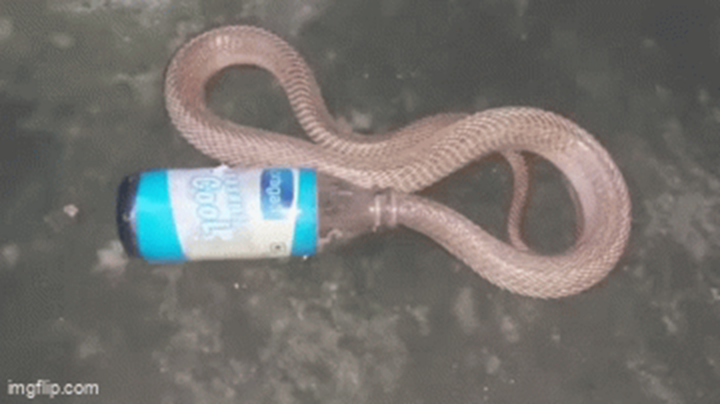 Video: Đi săn mồi 