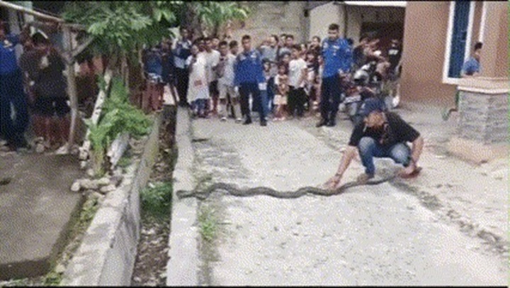 Video: Rắn hổ mang khổng lồ xâm nhập nhà dân ở Indonesia