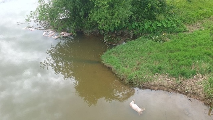 Lời khai của 2 đối tượng vứt hàng chục con lợn chết xuống sông