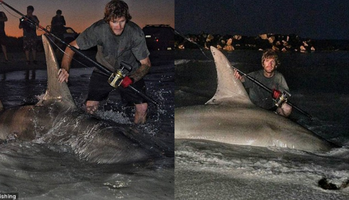 Cá mập đầu búa khổng lồ dài 3,85 m mắc câu ngư dân