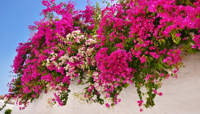 Tác dụng của hoa giấy ít người biết