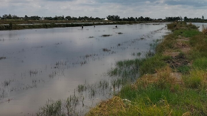 Anh em sinh đôi đuối nước, tử vong dưới ao tôm sau nhà