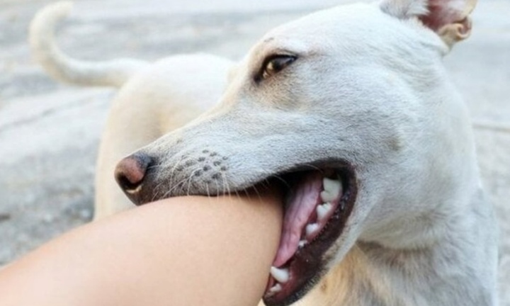 Bé trai 7 tuổi bị thương nghiêm trọng vì chơi đùa với vật nuôi quen thuộc