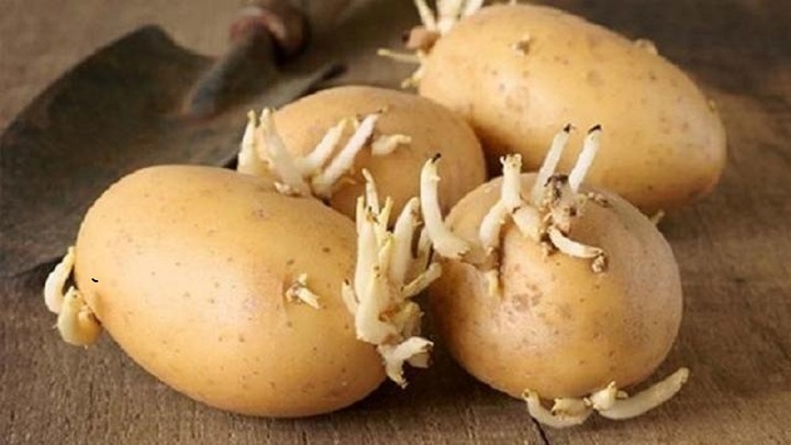 Tại sao khoai tây lại 