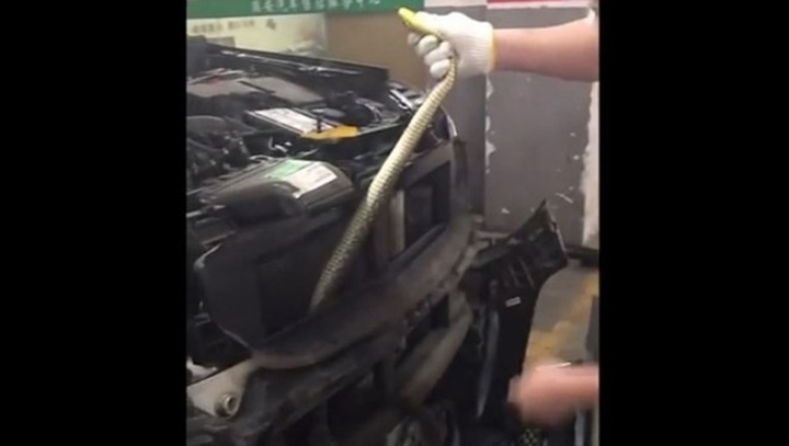 Video: Rắn hổ mang cực độc ẩn nấp trong đầu xe ô tô