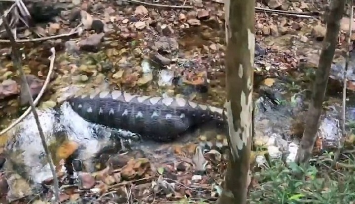 Video: Đi bộ trong rừng, nhóm người bắt gặp cảnh tượng rợn tóc gáy