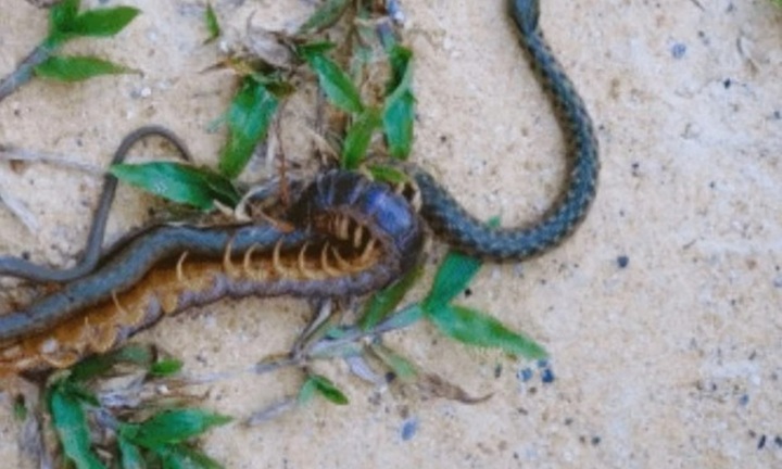 Video: Cuộc hỗn chiến