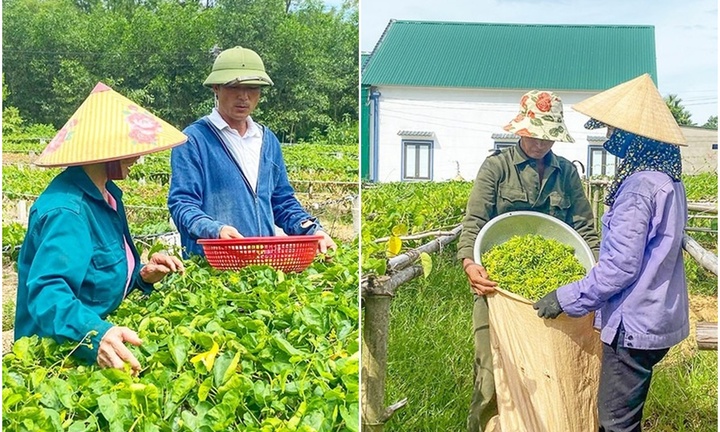 Nông dân Hà Tĩnh kiếm trăm triệu mỗi năm nhờ trồng loại hoa hỗ trợ điều trị bệnh trĩ