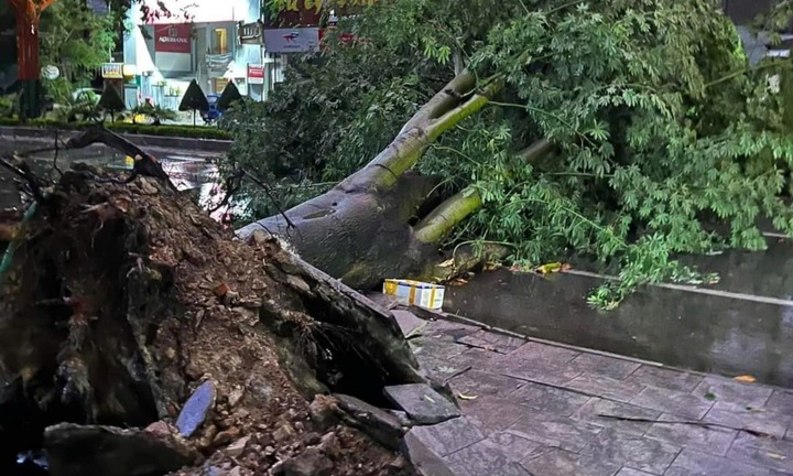 Siêu bão Yagi chưa vào, cây xanh lâu năm đã bật gốc đè trúng người đi đường
