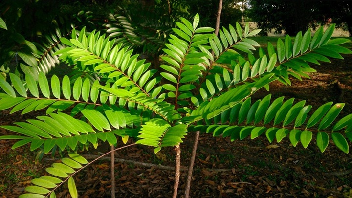 Công dụng của cây bách bệnh