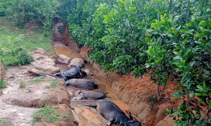 Lặng người phát hiện 8 con trâu chết trong rừng