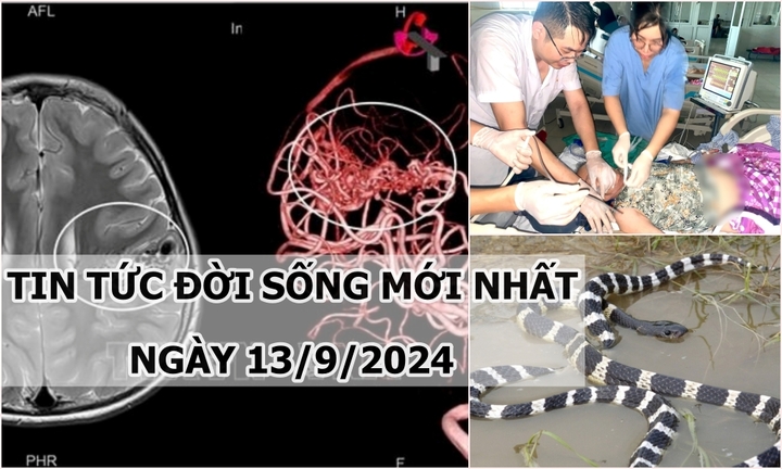 Tin tức đời sống 13/9/2024: Cần làm gì khi rắn độc bò vào nhà sau lũ?