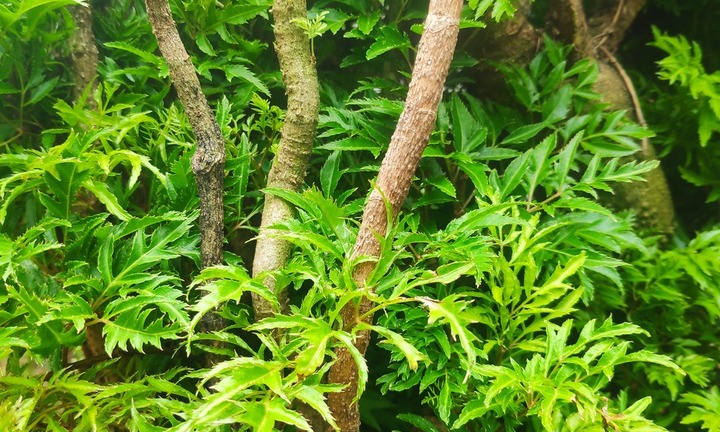 Loại cây cảnh được ví như 