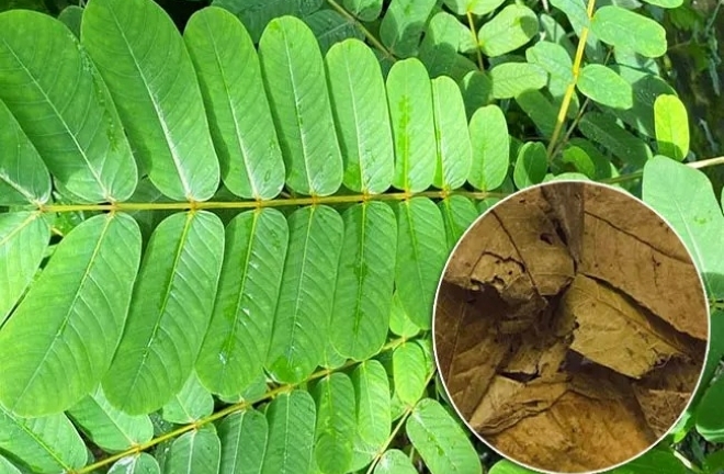 Những công dụng tuyệt vời của lá muồng trâu