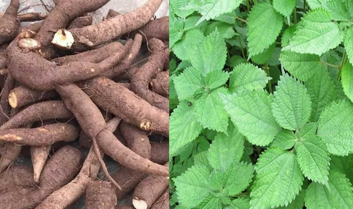 Tác dụng chữa bệnh của cây gai