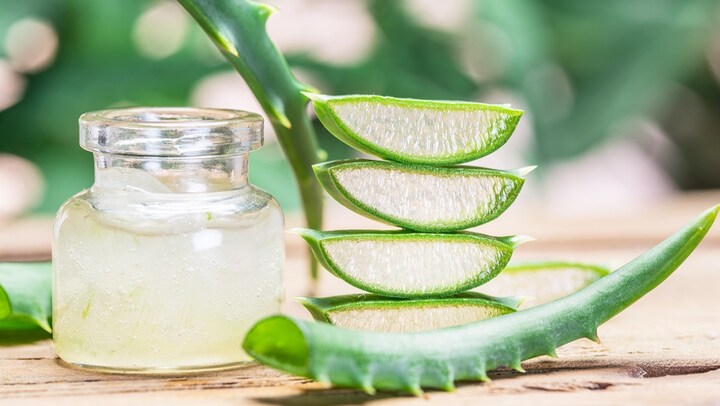 Có nên trồng cây nha đam trong nhà không?
