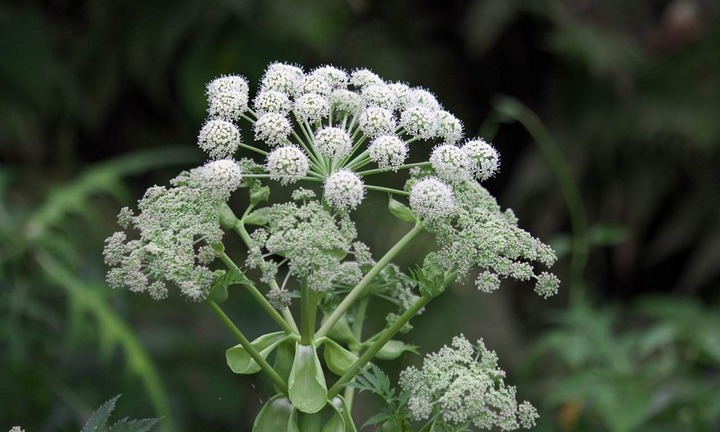 Tác dụng cực tốt của cây bạch chỉ: Giảm đau đầu, hỗ trợ điều trị bệnh hô hấp