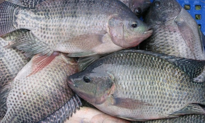 Lợi ích của cá rô phi đối với sức khỏe