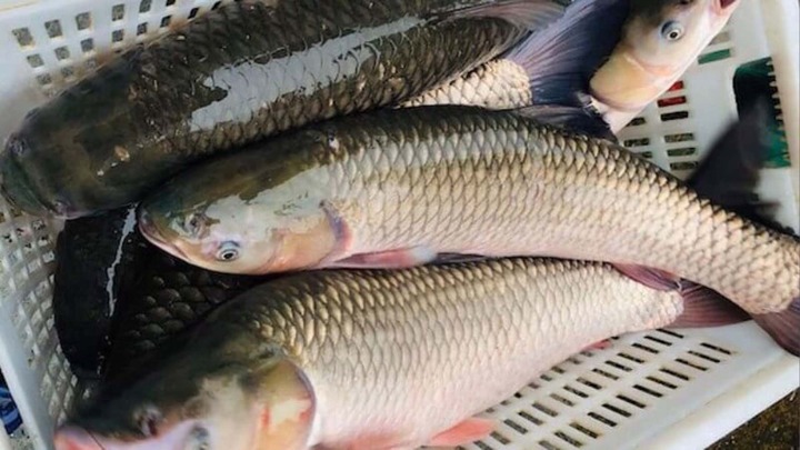 5 loại cá được ví là 