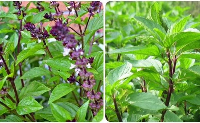 Một loại rau gia vị không những tốt cho phong thủy còn cải thiện nhan sắc?