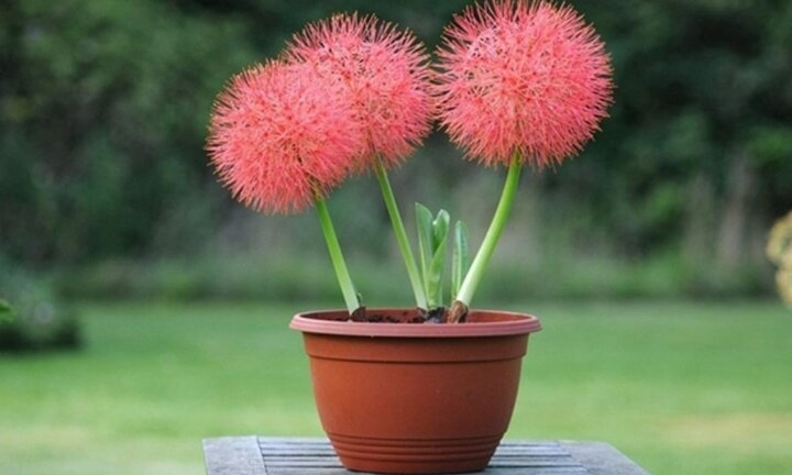 Có nên trồng cây hoa hồng tú cầu trong nhà?