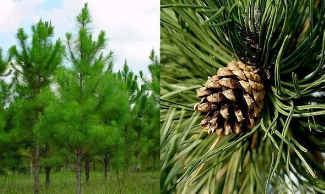 Tác dụng chữa bệnh đáng kinh ngạc của cây thông