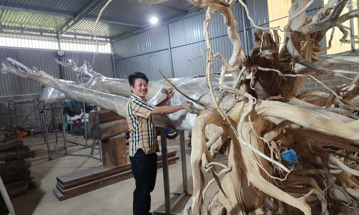 Clip: Chiêm ngưỡng cây trăm năm tuổi phát ra trầm hương hiếm thấy ở Phú Quốc